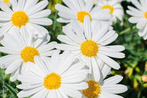A lots of beautiful white daisies in the summer field. Selective focus. Floral background. Close up.