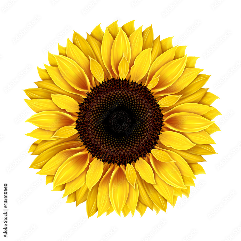 Fototapeta premium Sunflower isolated on white background mature sunflower seeds, realistic drawing Yellow flower of a single sunflower Seeds and petals of yellow flower Agriculture autumn collection of sunflower seeds