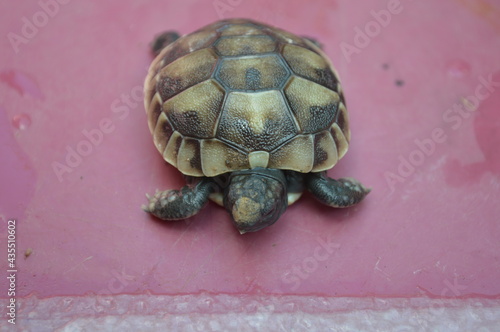 new born turtle testudo sleeping in a wet plastic box
