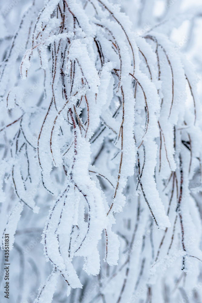 Snow and rime ice on the branches of bushes. Beautiful winter background with trees covered with hoarfrost. Plants in the park are covered with hoar frost. Cold snowy weather. Cool frosting texture. Snow and rime ice on the branches of bushes. Beautiful winter background with trees covered with hoarfrost. Plants in the park are covered with hoar frost. Cold snowy weather. Cool frosting texture.