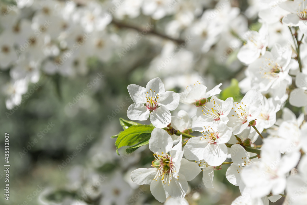 Spring flowering fruit trees close up, defocusing background Spring flowering fruit trees close up, defocusing background