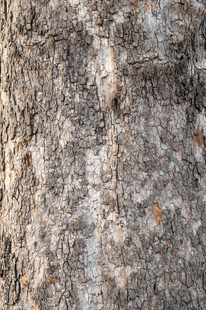 Obraz premium Platanus, or Sycamore tree bark close-up background. Bark texture and background of a old fir tree trunk