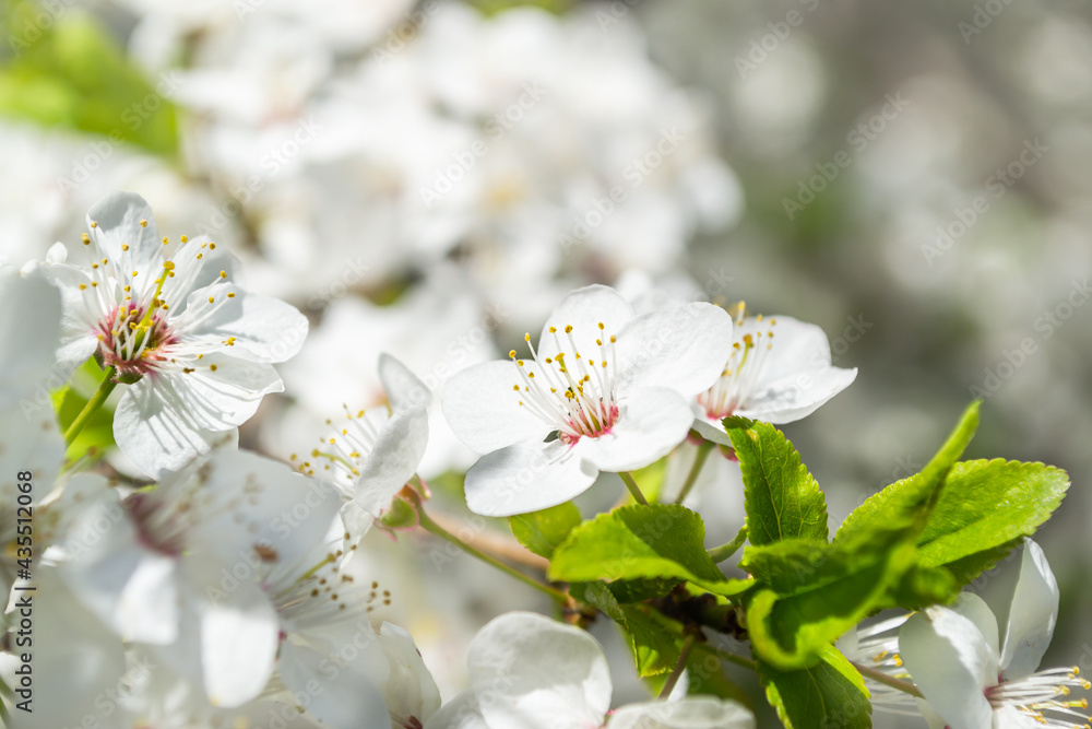 Fototapeta premium Spring flowering fruit trees close up, defocusing background