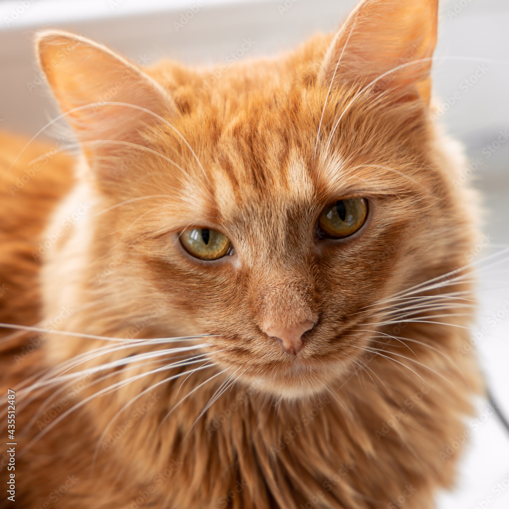 Portrait of a ginger domestic cat with golden eyes close up