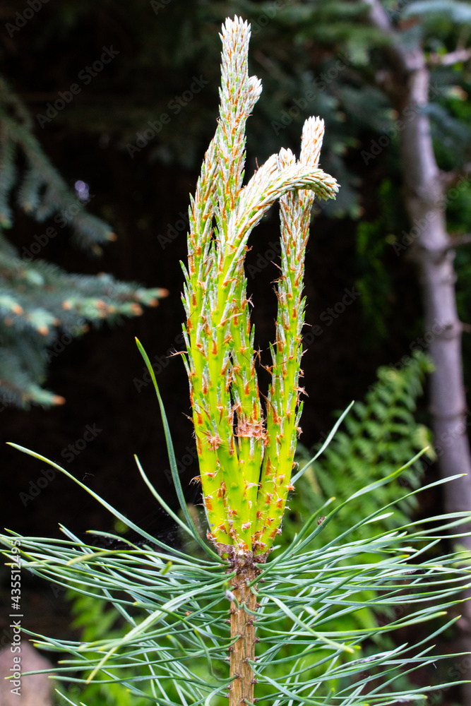 Fototapeta premium Young shoots of Scots pine