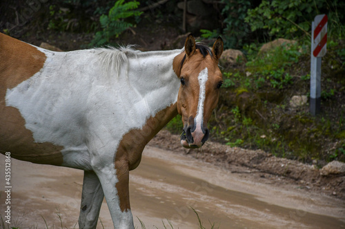 horse and foal