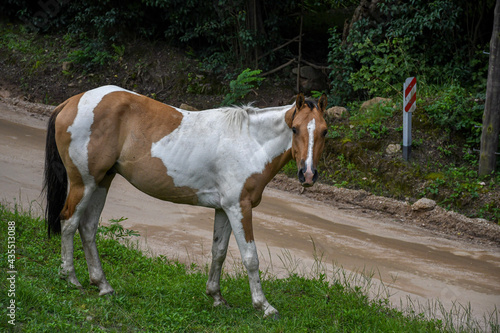 horse and foal