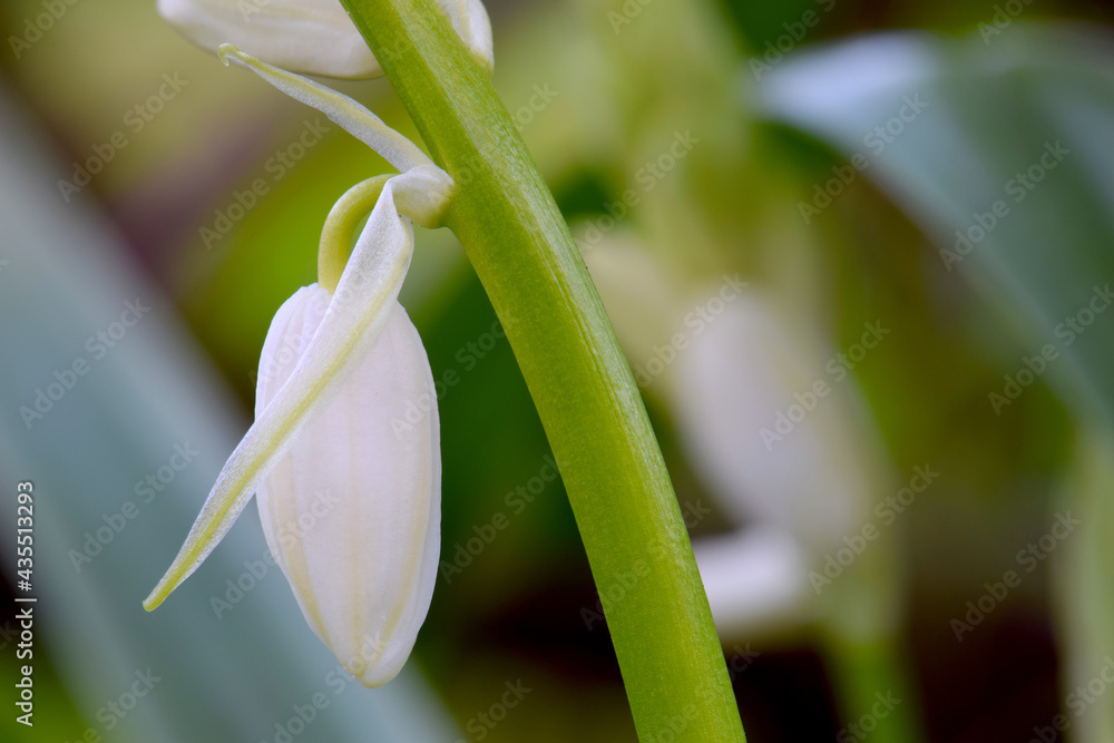Obraz premium White Hyacinth Hanging 02