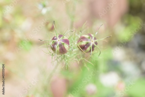After the flowers of Nigella damascena. Ranunculaceae annual plant.