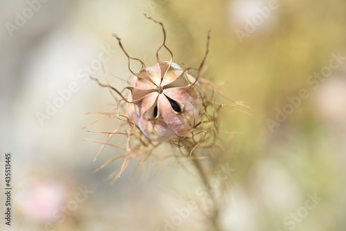 After the flowers of Nigella damascena. Ranunculaceae annual plant.