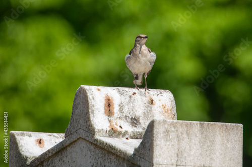 фотографія Mockingbird Perched Atop a Cemetery Headstone