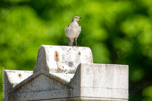 Photography Mockingbird Perched Atop a Cemetery Headstone