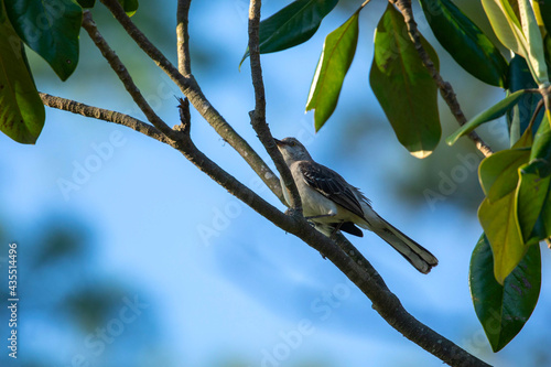 Schilderij op canvas Mockingbird Perched on a Shaded Tree Branch