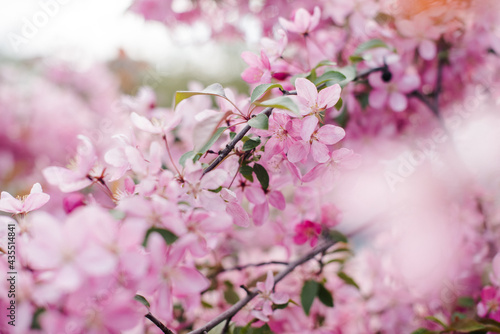 Beautiful blooming paradise apple tree. Beautiful pink flowers of blooming decorative apple tree. Flowering apple tree in spring. Selective focus