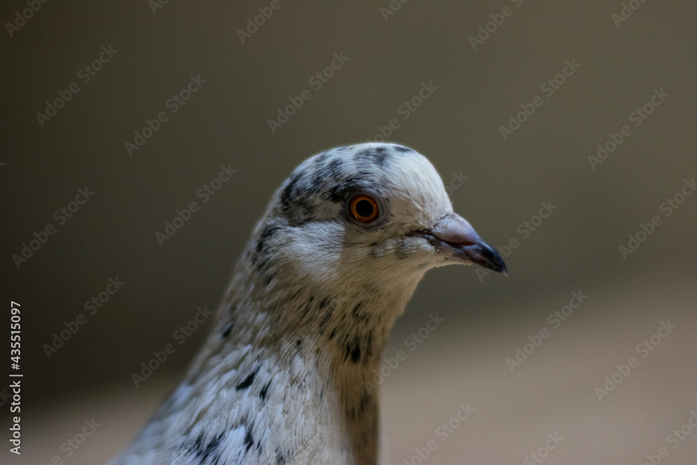 Obraz premium Portrait of a Pigeon