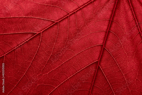 red leaf background