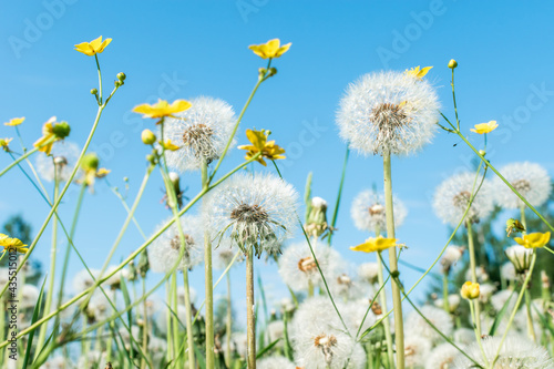 Big field with white fluffy dandelions and fresh green grass. Summer spring natural landscape.