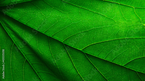 close up of leaf
