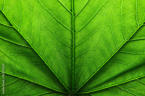 green leaf texture