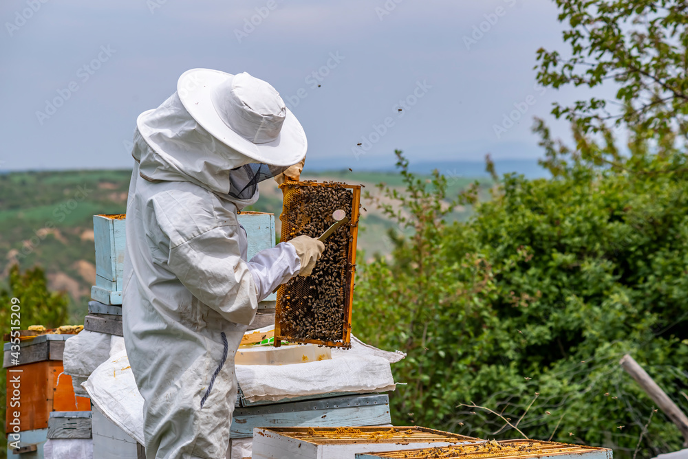 Beekeeper man is working with beehives. Beekeeper wears protective clothing. Beekeeping concept. Beekeeper man is working with beehives. Beekeeper wears protective clothing. Beekeeping concept.