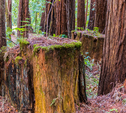 Coastal Redwood Nurse Logs in Redwood Forest, Sam McDonald Park, San Mateo County, California, USA