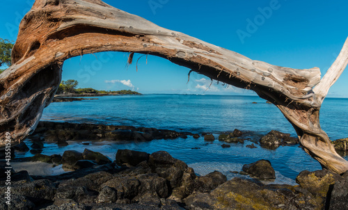 Driftwood on the Shore of Anaeho'omalu Bay, Waikoloa, Hawaii, USA
