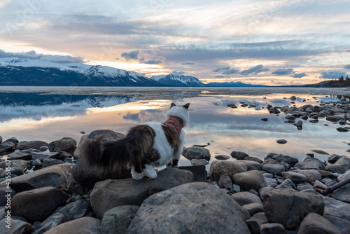 Photography Pet cat standing on rocky landscape at sunset with pastel background, calm water and reflection in lake during spring time