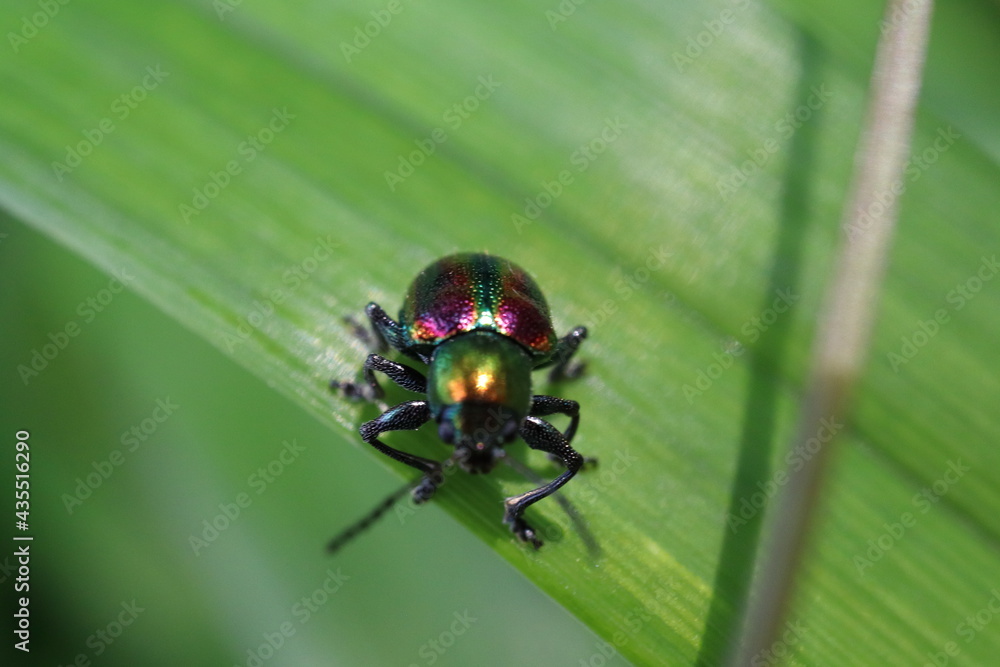 虹色のハムシ 虹色のハムシ