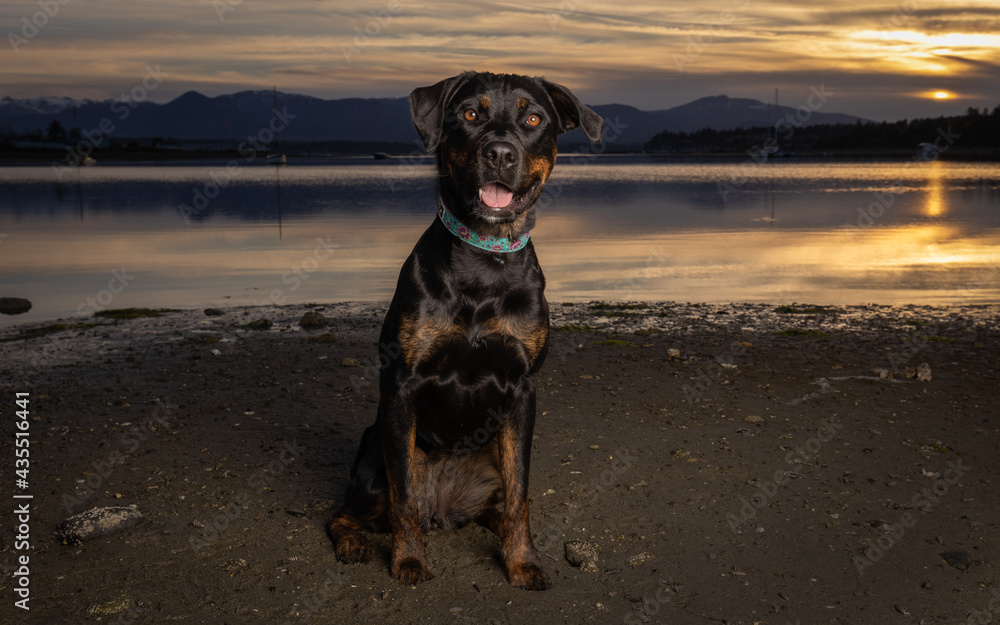 young rottweiler dog on the beach at sunset young rottweiler dog on the beach at sunset