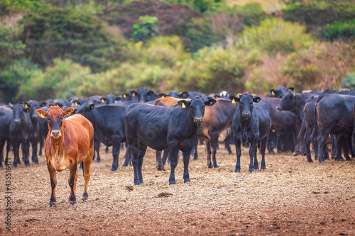 Angus cattle herd at feed lot in Brazil's coutryside. Agribusiness photography © Paulo Nabas