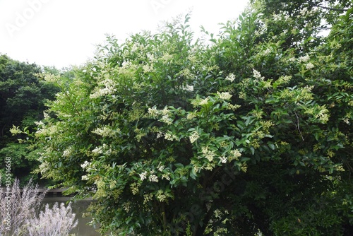 Japanese privet blossoms. Oleaceae evergreen tree.