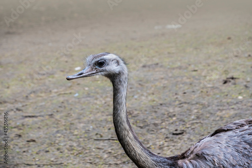 Portrait of a Nandu (Rhea americana), view of neck and head. Photography of nature and wildlife.