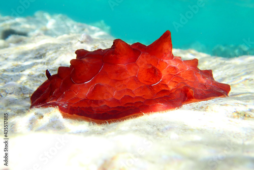 Turtle Sea slug - Pleurobranchus testudinarius photo