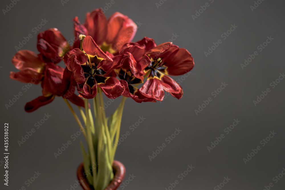 Flabby red tulips on a black background in a vase. Free space for text. An idea of the past holiday and the rapid death of cut flowers. Bouquet of not fresh dried tulips in a vase