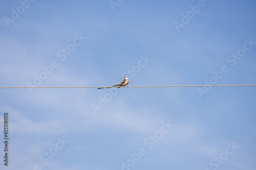 Scissor-tailed Flycatcher sitting on a wire  © Martina