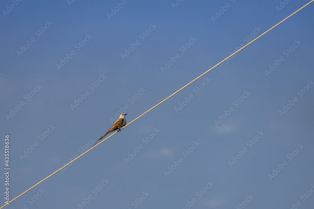 Scissor-tailed Flycatcher sitting on a wire
Scissor-tailed Flycatcher sitting on a wire