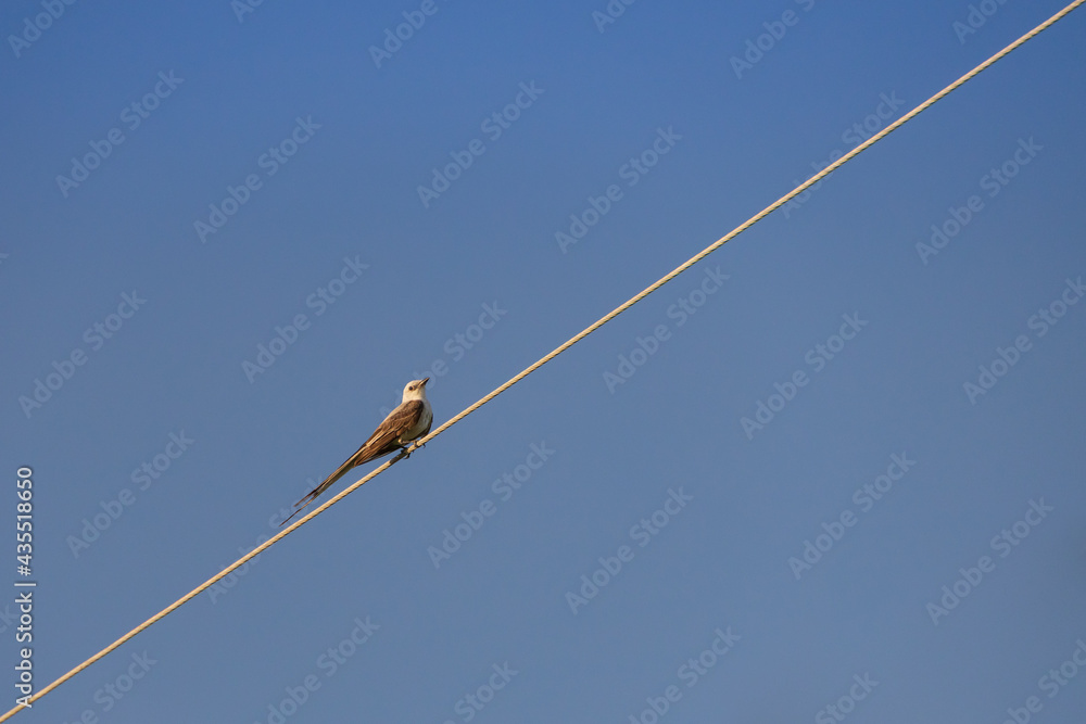 Scissor-tailed Flycatcher sitting on a wire
Scissor-tailed Flycatcher sitting on a wire