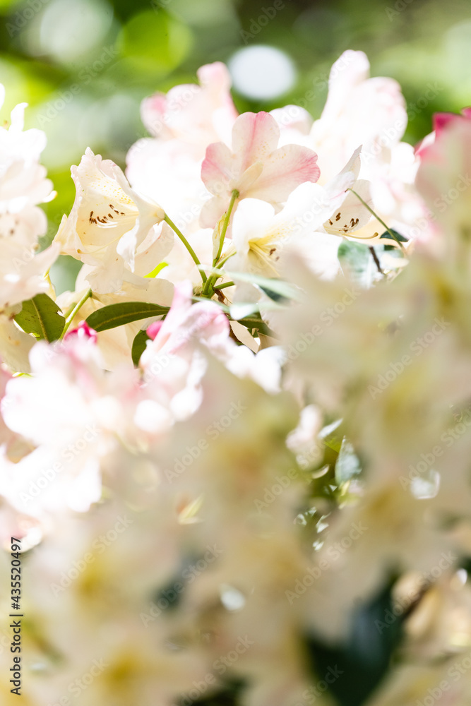 Obraz premium White rhododendron