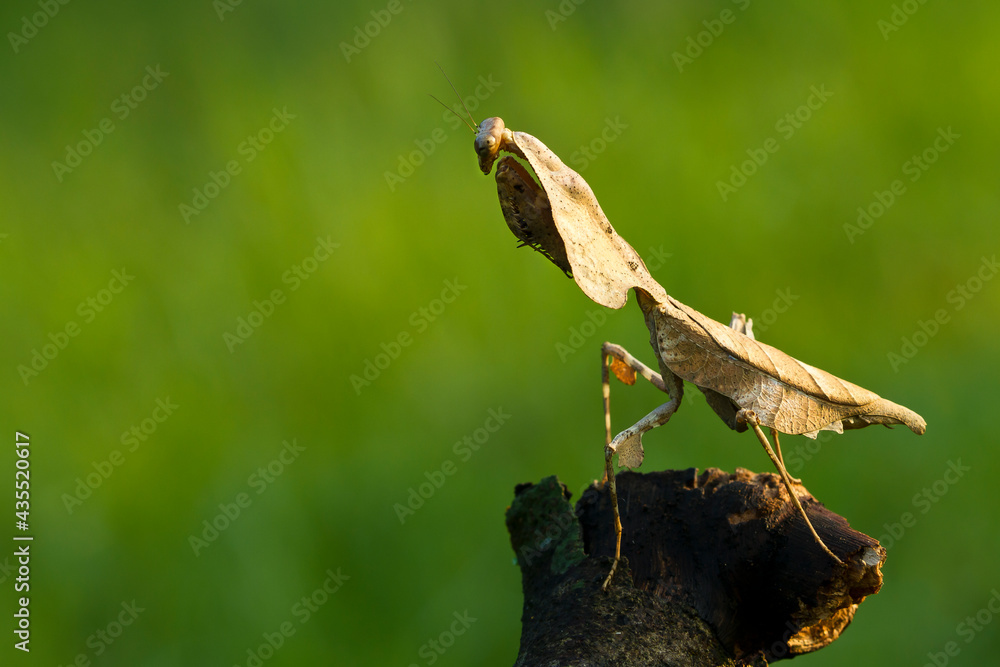 Deroplatys lobata dead leaf mantis on nature background Deroplatys lobata dead leaf mantis on nature background
