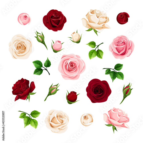 Burgundy, pink and white rose flowers and buds and green leaves. Set of floral design elements. Vector illustration.