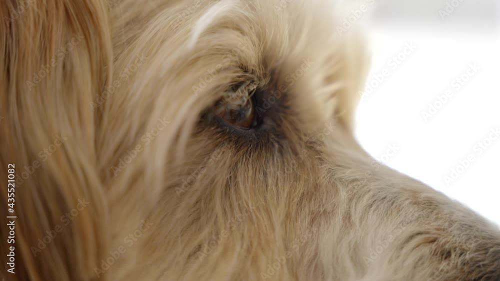Extreme close-up of beautiful Wheaten Terrier dog Extreme close-up of beautiful Wheaten Terrier dog