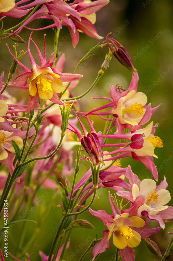 Field of Columbine Field of Columbine