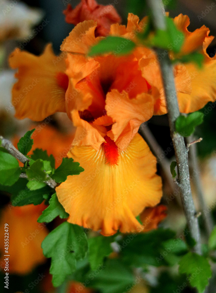 Obraz premium autumn, nature, leaf, red, flower, yellow, leaves, fall, orange, plant, green, tree, color, garden, season, maple, flowers, beauty, bright, grass, floral, hibiscus, petal, colorful, vibrant