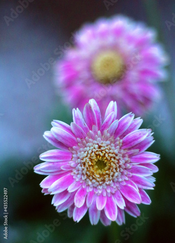 flower  nature  garden  purple  plant  pink  flowers  summer  aster  green  macro  violet  beauty  petal  daisy  blossom  floral  yellow  chrysanthemum  spring  flora  beautiful  bloom  color  white
