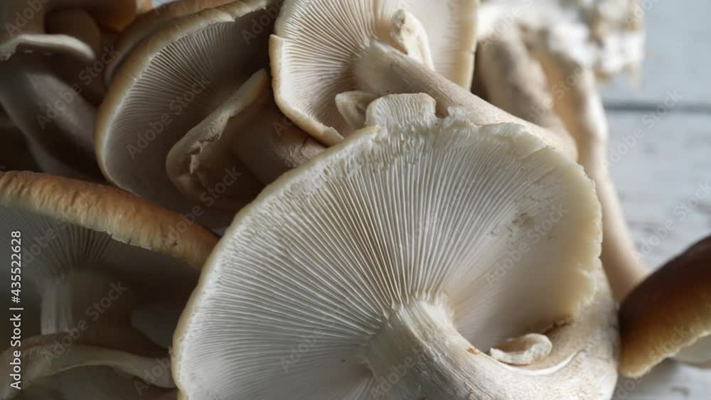 Turning, extreme closeup view of top and underside of Pioppino mushroom caps. Turning, extreme closeup view of top and underside of Pioppino mushroom caps.