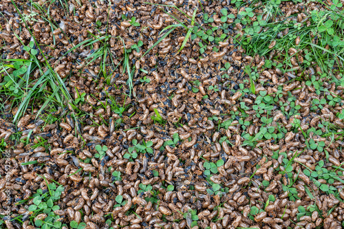 Billede på lærred Brood X cicada emergence