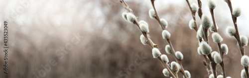 Beautiful pussy willow branches outdoors, closeup view with space for text. Banner design