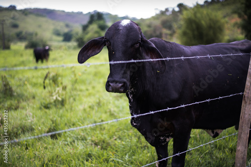 Cow on a farm
