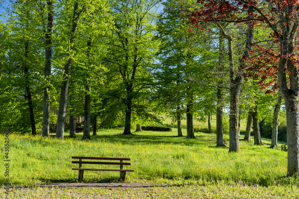 bench in park besides green trees bench in park besides green trees