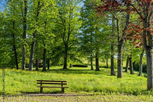 bench in park besides green trees